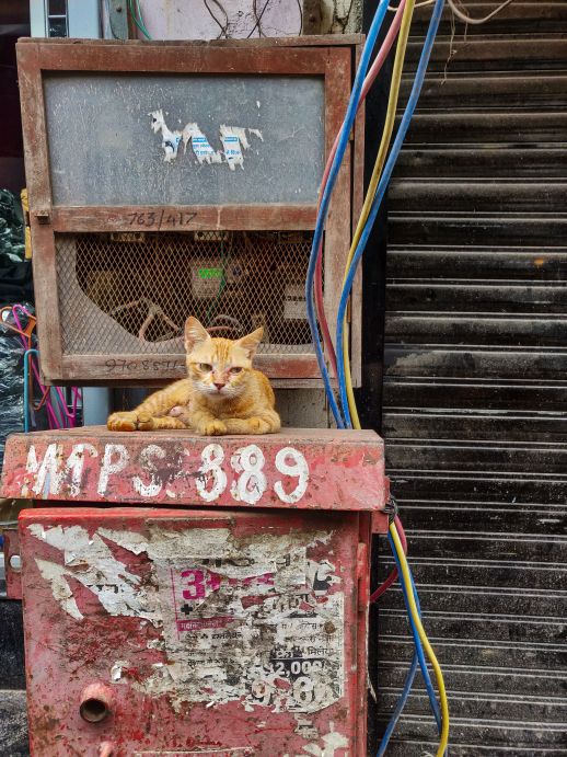 Neighbourhood cat
