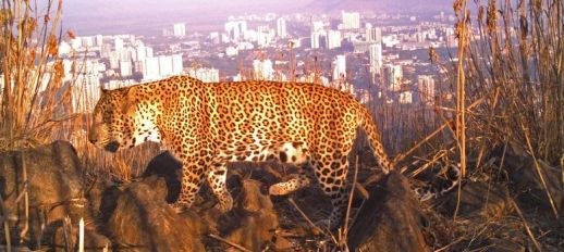 Sanjay Gandhi National Park, Mumbai (Photo by Nikit Surve)