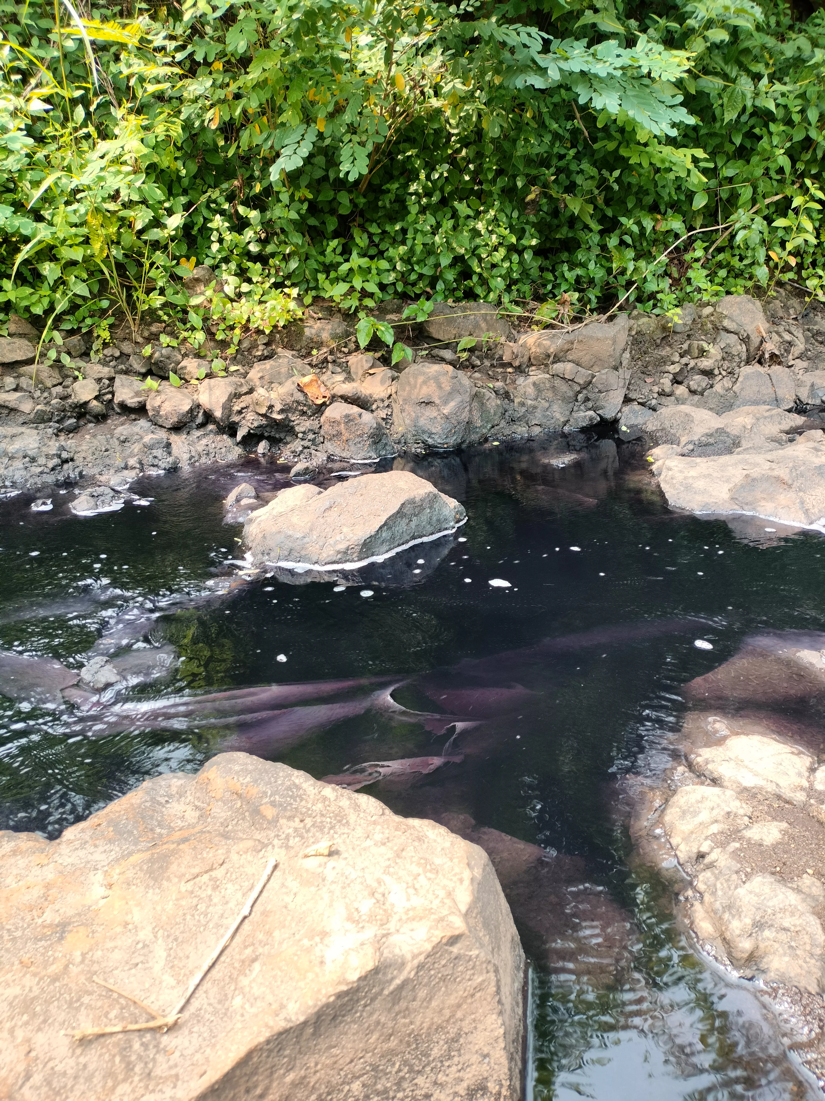 The purple water also manages to dye fabrics 